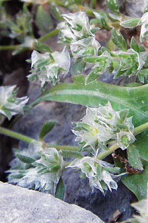 Paronychia argentea \ Silber-Nagelkraut, Silber-Mauermiere / Silver Nailwort, Kreta/Crete Moni Kapsa 10.4.2015