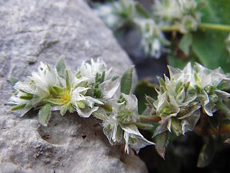 Paronychia argentea \ Silber-Nagelkraut, Silber-Mauermiere / Silver Nailwort, Kreta/Crete Moni Kapsa 10.4.2015