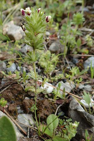 Parentucellia latifolia \ Breitbl�ttrige Parentucellia / Broadleaf Glandweed, Kreta/Crete Arhanes, Jouhtas 30.3.2015