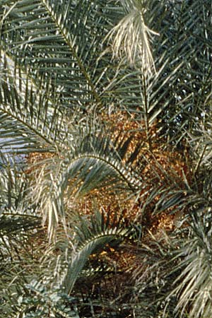 Phoenix theophrasti \ Kretische Dattelpalme / Cretan Date Palm, Kreta/Crete Vai 3.1.1999