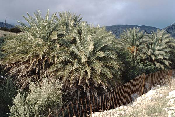 Phoenix theophrasti \ Kretische Dattelpalme / Cretan Date Palm, Kreta/Crete Vai 3.1.1999
