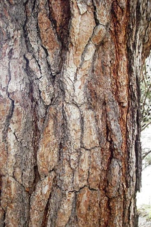 Pinus brutia \ Kalabrische Kiefer, Brutia-Kiefer / Calabrian Pine, Kreta/Crete Aradena - Schlucht / Gorge 4.4.2015