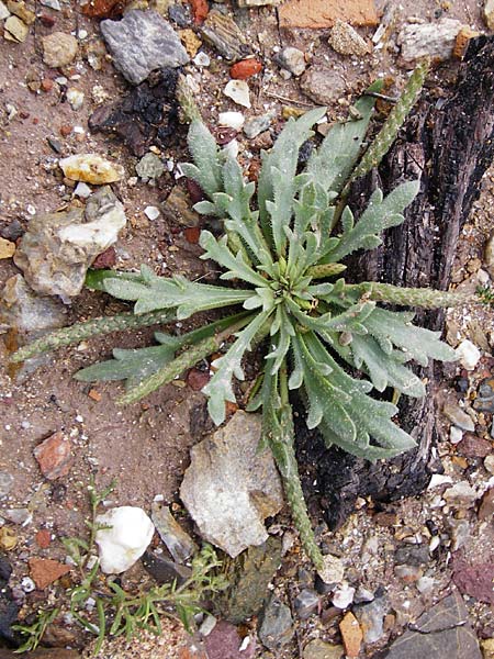 Plantago weldenii \ Niederliegender Kr&auml;henfu&szlig;-Wegerich / Buck's-horn Plantain, Kreta/Crete Itanos 9.4.2015