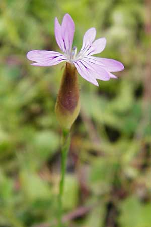 Petrorhagia dubia \ Samt-Felsennelke / Hairy Pink, Velvet Pink, Kreta/Crete Kavousi 11.4.2015