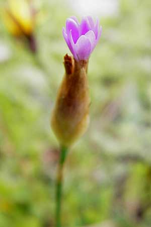 Petrorhagia dubia \ Samt-Felsennelke / Hairy Pink, Velvet Pink, Kreta/Crete Kavousi 11.4.2015