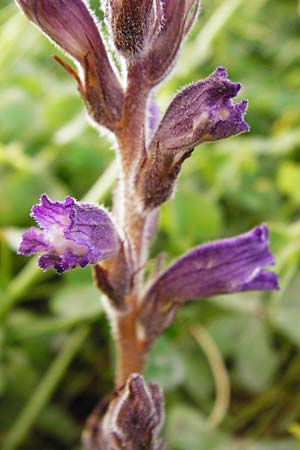 Phelipanche mutelii \ Mutels &Auml;stige Sommerwurz / Mutel's Hemp Broomrape, Kreta/Crete Knossos 31.3.2015