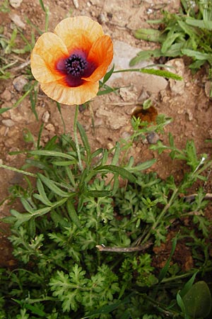 Papaver apulum \ Apulischer Mohn / Mediterranean Poppy, Kreta/Crete Zakros - Schlucht / Gorge 8.4.2015