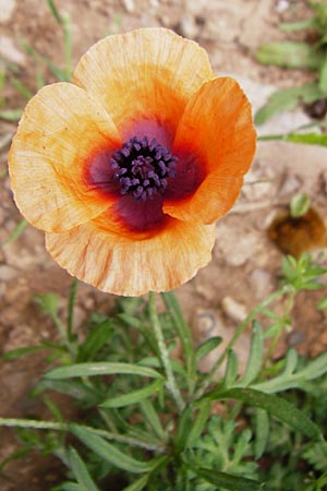 Papaver apulum \ Apulischer Mohn / Mediterranean Poppy, Kreta/Crete Zakros - Schlucht / Gorge 8.4.2015