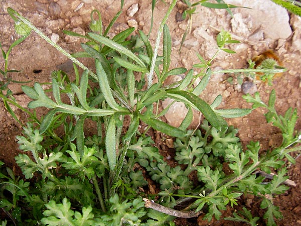 Papaver apulum \ Apulischer Mohn / Mediterranean Poppy, Kreta/Crete Zakros - Schlucht / Gorge 8.4.2015