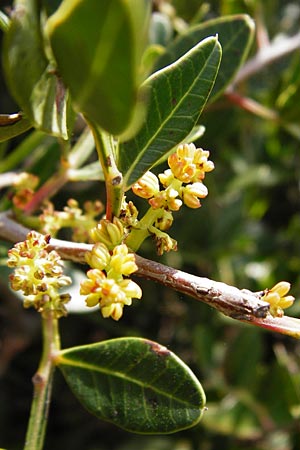 Pistacia lentiscus \ Pistazie / Evergreen Pistache, Kreta/Crete Preveli 3.4.2015