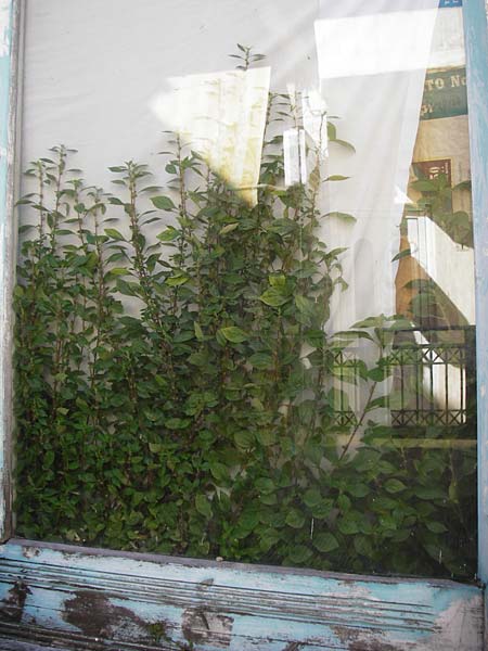 Parietaria judaica \ stiges Glaskraut, Mauer-Glaskraut / Pellitory-of-the-Wall, Kreta/Crete Arhanes 1.4.2015