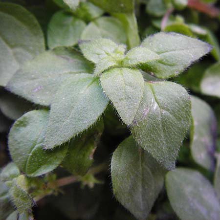 Parietaria cretica \ Kretisches Glaskraut / Cretan Pellitory-of-the-Wall, Kreta/Crete Kritsa 11.4.2015