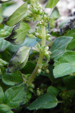 Parietaria cretica \ Kretisches Glaskraut / Cretan Pellitory-of-the-Wall, Kreta/Crete Kritsa 11.4.2015