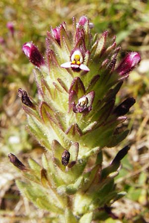 Parentucellia latifolia \ Breitbl�ttrige Parentucellia / Broadleaf Glandweed, Kreta/Crete Kato Arhanes 1.4.2015