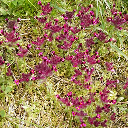 Parentucellia latifolia \ Breitbl�ttrige Parentucellia / Broadleaf Glandweed, Kreta/Crete Spili 5.4.2015