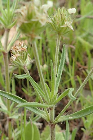 Plantago afra \ Flohsamen-Wegerich / Fleawort, Kreta/Crete Arhanes, Jouhtas 30.3.2015
