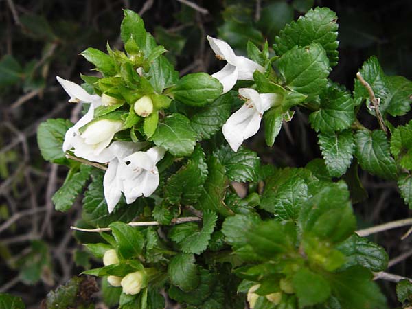 Prasium majus \ Groer Klippenziest / Great Hedge Nettle, Kreta/Crete Arhanes, Jouhtas 30.3.2015