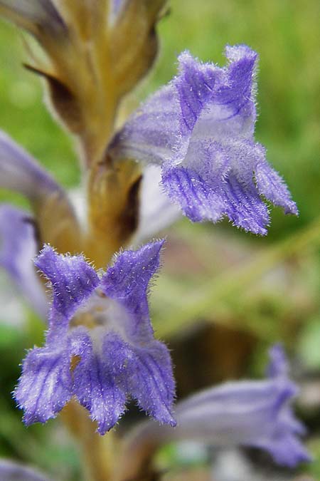 Phelipanche nana \ Kleine Sommerwurz / Dwarf Broomrape, Kreta/Crete Aradena - Schlucht / Gorge 4.4.2015