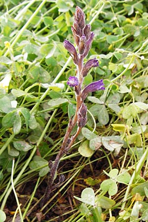 Phelipanche mutelii \ Mutels &Auml;stige Sommerwurz / Mutel's Hemp Broomrape, Kreta/Crete Knossos 31.3.2015