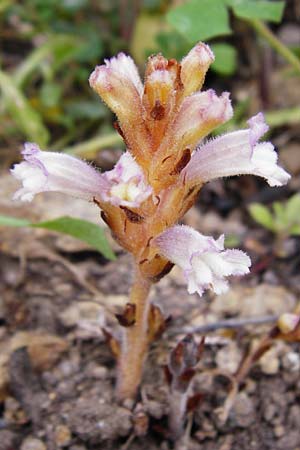 Phelipanche mutelii \ Mutels &Auml;stige Sommerwurz / Mutel's Hemp Broomrape, Kreta/Crete Mirsini 7.4.2015