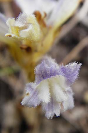 Phelipanche mutelii \ Mutels &Auml;stige Sommerwurz / Mutel's Hemp Broomrape, Kreta/Crete Mirsini 7.4.2015
