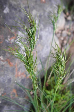 Poa bulbosa \ Knolliges Rispengras / Bulbous Meadow Grass, Kreta/Crete Aradena - Schlucht / Gorge 4.4.2015