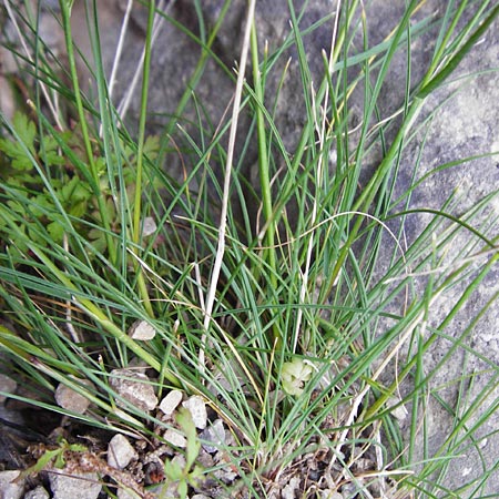 Poa bulbosa \ Knolliges Rispengras / Bulbous Meadow Grass, Kreta/Crete Aradena - Schlucht / Gorge 4.4.2015