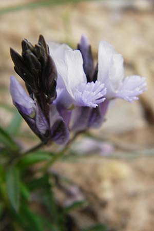 Polygala venulosa \ Geaderte Kreuzblume, Geadertes Kreuzbl&uuml;mchen / Eastern Milkwort, Kreta/Crete Zakros - Schlucht / Gorge 8.4.2015