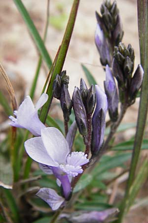 Polygala venulosa \ Geaderte Kreuzblume, Geadertes Kreuzbl&uuml;mchen / Eastern Milkwort, Kreta/Crete Zakros - Schlucht / Gorge 8.4.2015