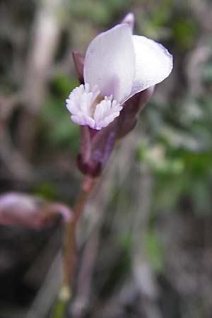Polygala venulosa \ Geaderte Kreuzblume, Geadertes Kreuzbl&uuml;mchen / Eastern Milkwort, Kreta/Crete Thripti 10.4.2015