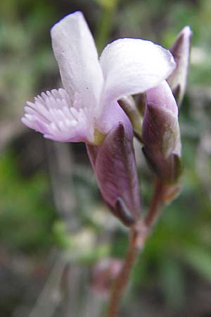 Polygala venulosa \ Geaderte Kreuzblume, Geadertes Kreuzbl&uuml;mchen / Eastern Milkwort, Kreta/Crete Thripti 10.4.2015