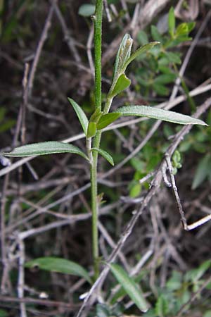 Polygala venulosa \ Geaderte Kreuzblume, Geadertes Kreuzbl&uuml;mchen / Eastern Milkwort, Kreta/Crete Thripti 10.4.2015