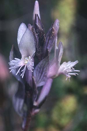 Polygala venulosa \ Geaderte Kreuzblume, Geadertes Kreuzbl&uuml;mchen / Eastern Milkwort, Kreta/Crete Gerakari 19.4.2001