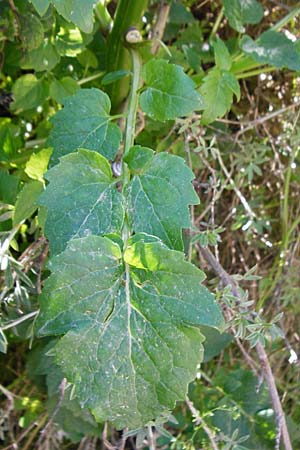 Petromarula pinnata \ Kretische Ruten-Glockenblume / Cretan Rock Lettuce, Kreta/Crete Knossos 1.4.2015