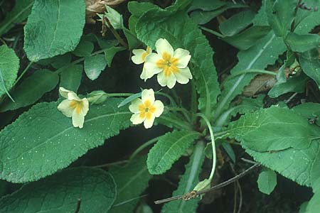 Primula vulgaris \ Stngellose Primel, Kissen-Primel / Primrose, Kreta/Crete Strovles 18.5.1991