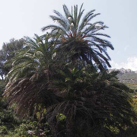 Phoenix theophrasti \ Kretische Dattelpalme / Cretan Date Palm, Kreta/Crete Preveli Strand/Beach 3.4.2015