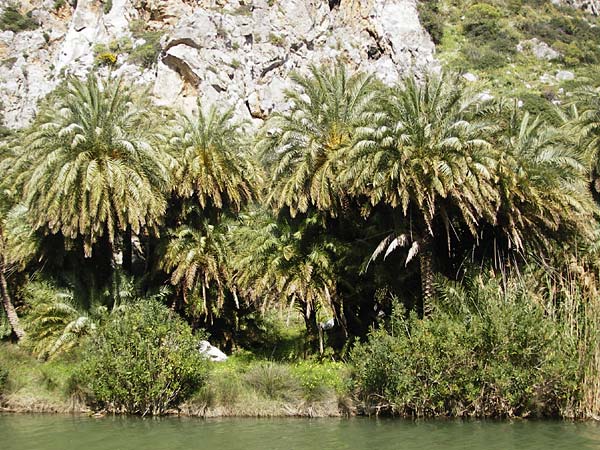 Phoenix theophrasti \ Kretische Dattelpalme / Cretan Date Palm, Kreta/Crete Preveli Strand/Beach 3.4.2015