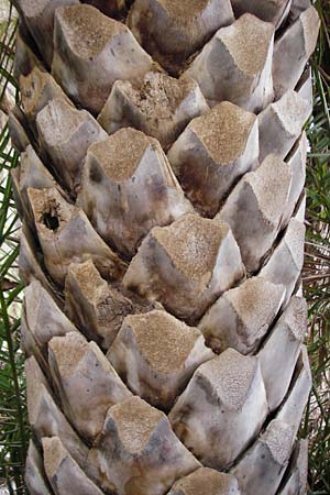 Phoenix theophrasti \ Kretische Dattelpalme / Cretan Date Palm, Kreta/Crete Vai 9.4.2015