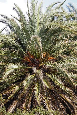 Phoenix theophrasti \ Kretische Dattelpalme / Cretan Date Palm, Kreta/Crete Vai 9.4.2015