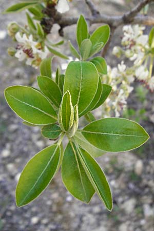 Pyrus spinosa \ Mandelbl�ttrige Birne / Almond-Leaved Pear, Kreta/Crete Knossos 31.3.2015