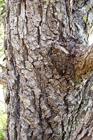 Pyrus spinosa \ Mandelbl�ttrige Birne / Almond-Leaved Pear, Kreta/Crete Knossos 31.3.2015