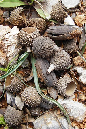 Quercus coccifera \ Kermes-Eiche, Stech-Eiche / Kermes Oak, Kreta/Crete Arhanes, Jouhtas 30.3.2015