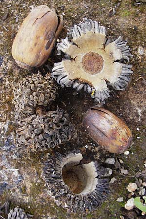Quercus ithaburensis subsp. macrolepis \ Wallonen-Eiche / Valonian Oak, Kreta/Crete Armeni 7.4.2015