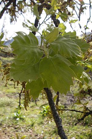 Quercus ithaburensis subsp. macrolepis \ Wallonen-Eiche / Valonian Oak, Kreta/Crete Armeni 7.4.2015