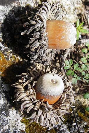 Quercus ithaburensis subsp. macrolepis \ Wallonen-Eiche / Valonian Oak, Kreta/Crete Armeni 7.4.2015