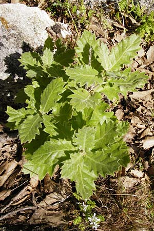 Quercus ithaburensis subsp. macrolepis \ Wallonen-Eiche / Valonian Oak, Kreta/Crete Armeni 7.4.2015