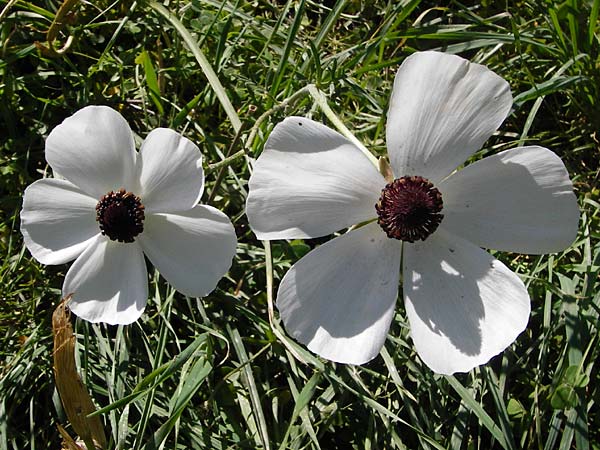 Ranunculus asiaticus var. albus \ Asiatischer Hahnenfu� / Persian Buttercup, Turban Buttercup, Kreta/Crete Knossos 1.4.2015
