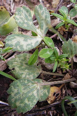 Ranunculus asiaticus var. albus \ Asiatischer Hahnenfu� / Persian Buttercup, Turban Buttercup, Kreta/Crete Zakros - Schlucht / Gorge 8.4.2015