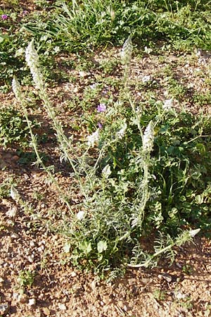 Reseda alba \ Weie Resede / White Mignonette, Kreta/Crete Heraklion 12.4.2015