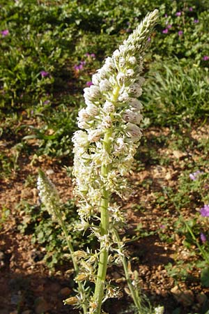 Reseda alba \ Weie Resede / White Mignonette, Kreta/Crete Heraklion 12.4.2015